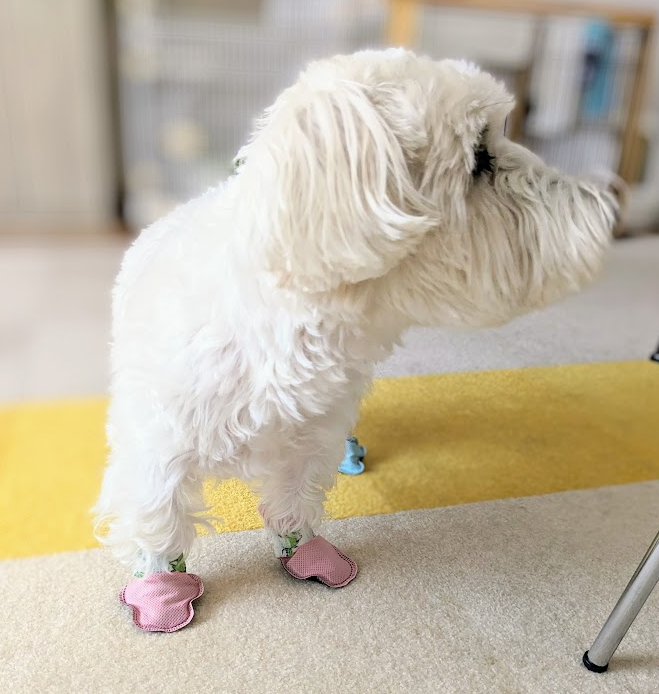 写真 ピンクの靴を履いた白い犬 アンナ 部屋の中