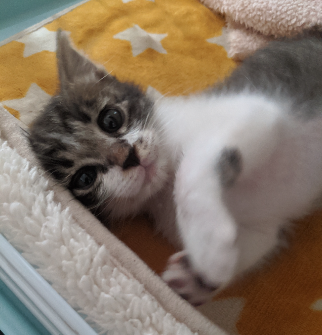 犬の靴の改造 – shuaruta blog