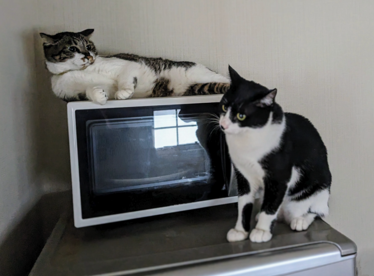写真。二匹のネコがキッチンの冷蔵庫の上にいる