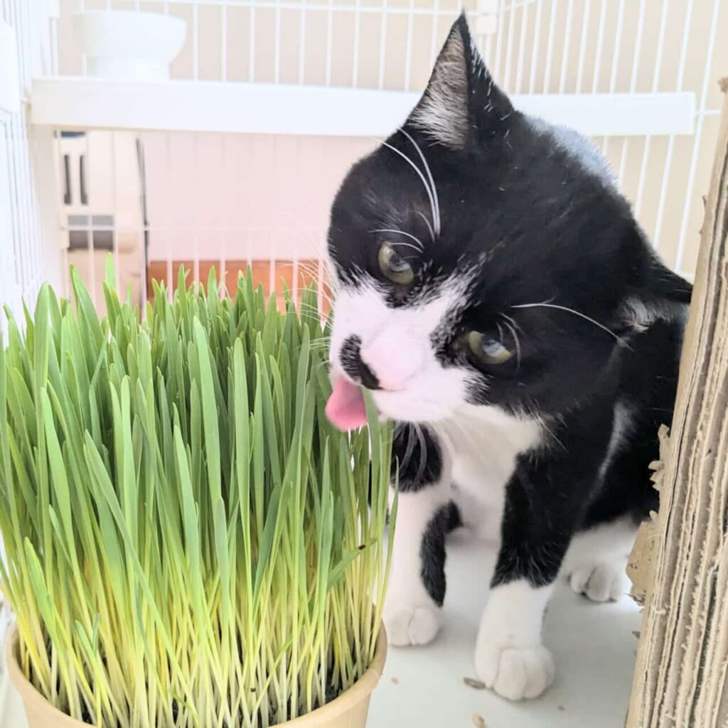 写真 猫草を食べるハチワレ白黒のネコのフク