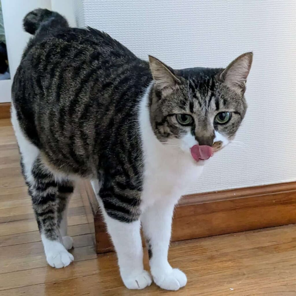 写真 ネコのハコ