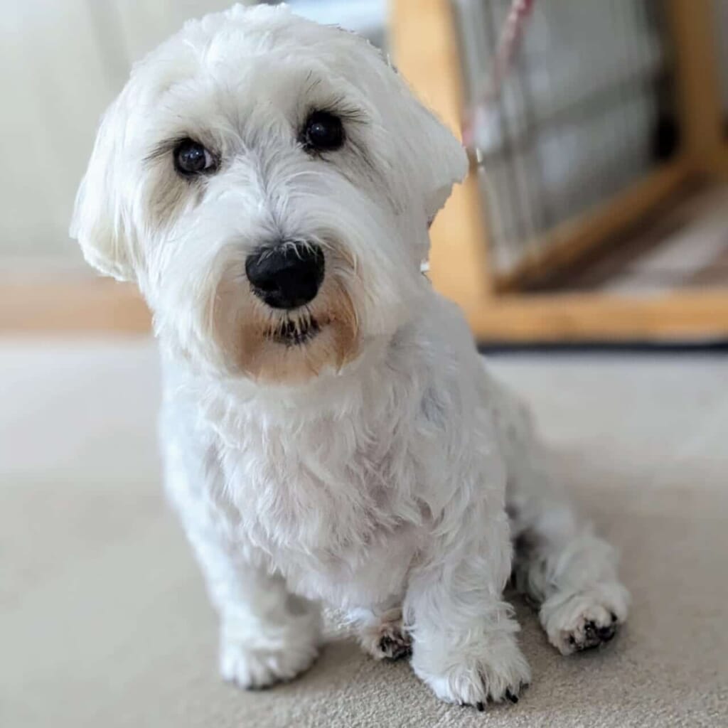 写真 トリミングから帰ってきた白い犬のアンナ
