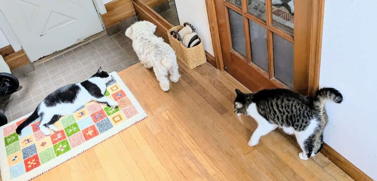 写真 玄関に集まる2匹の猫と1匹の犬