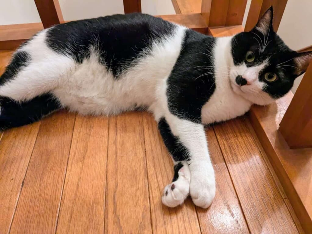 写真 廊下にねそべるネコのフク