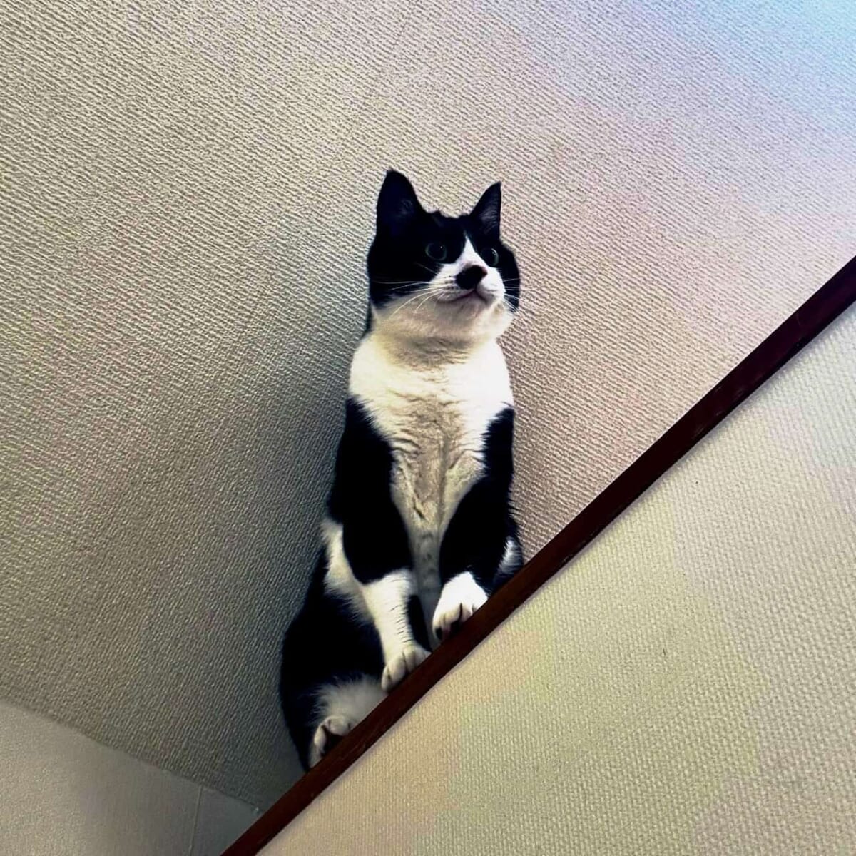 夏の日のペットケア