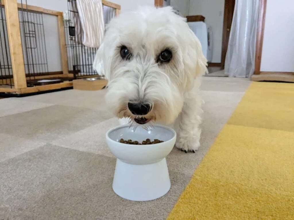 写真 白い犬がごはんを食べている