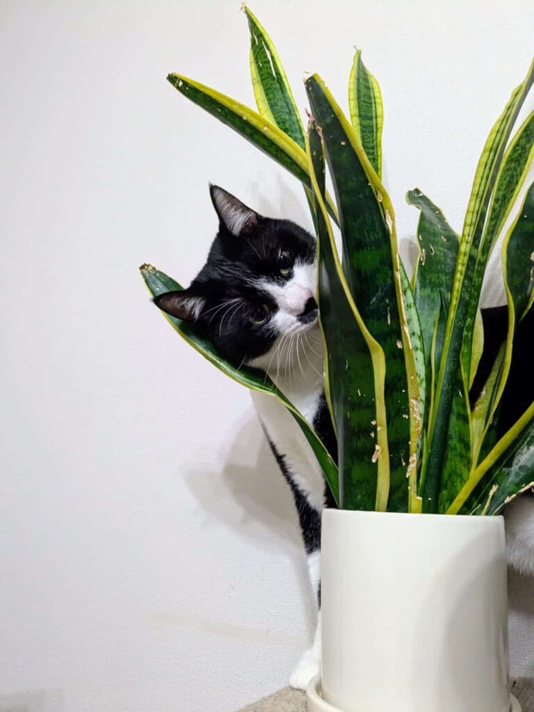 写真 白黒ハチワレのネコが観葉植物のサンスベリアの歯をかじろうとしている