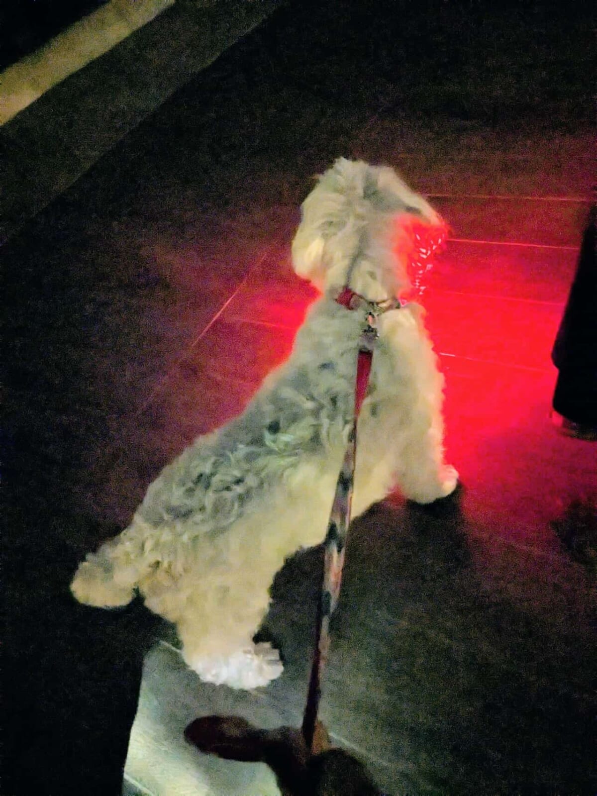 写真 赤いランプに照らされた白い犬の後ろ姿