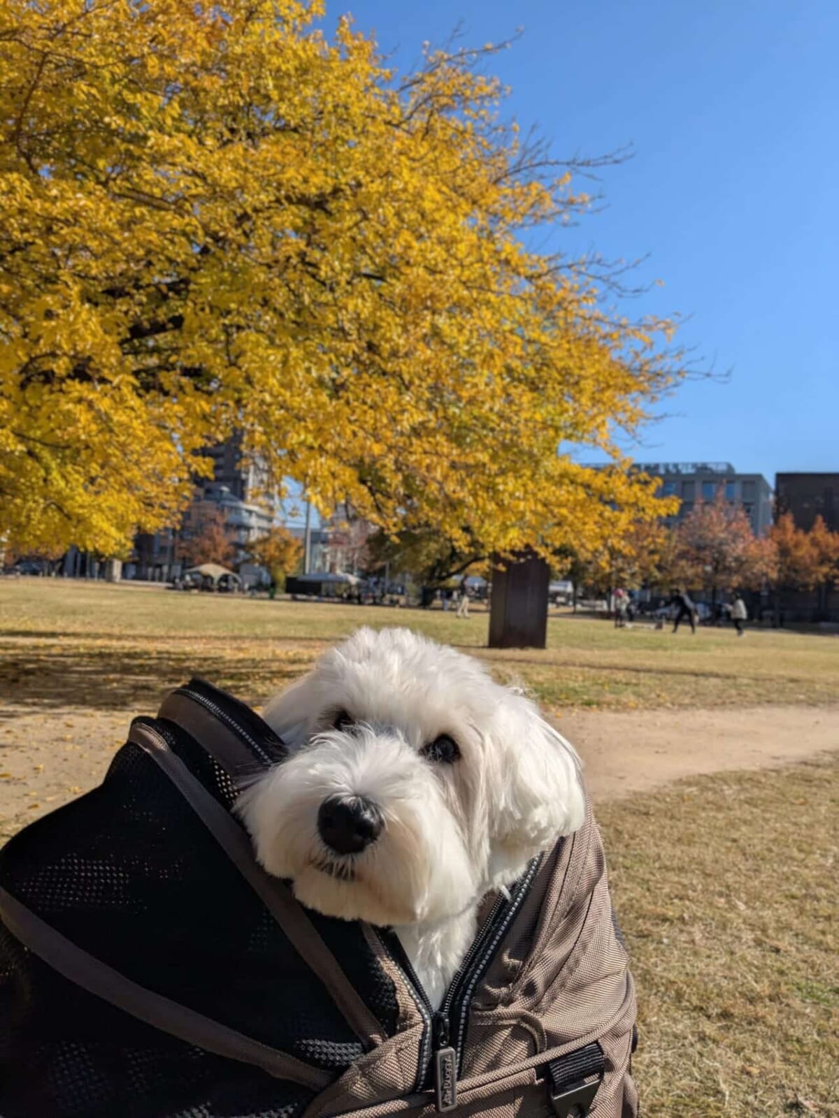 ぬいぐるみはペットの代用品？